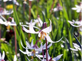 Sickly Easter lilies